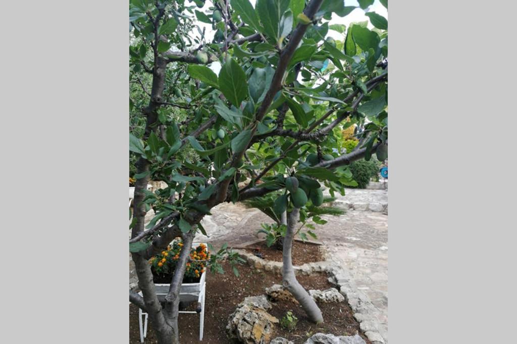 Villa Arenella Vieste Buitenkant foto